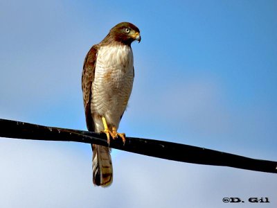 GAVILÁN COMÚN (Rupornis magnirostris) - Santiago Vazquez-MONTEVIDEO (Agosto 2011)